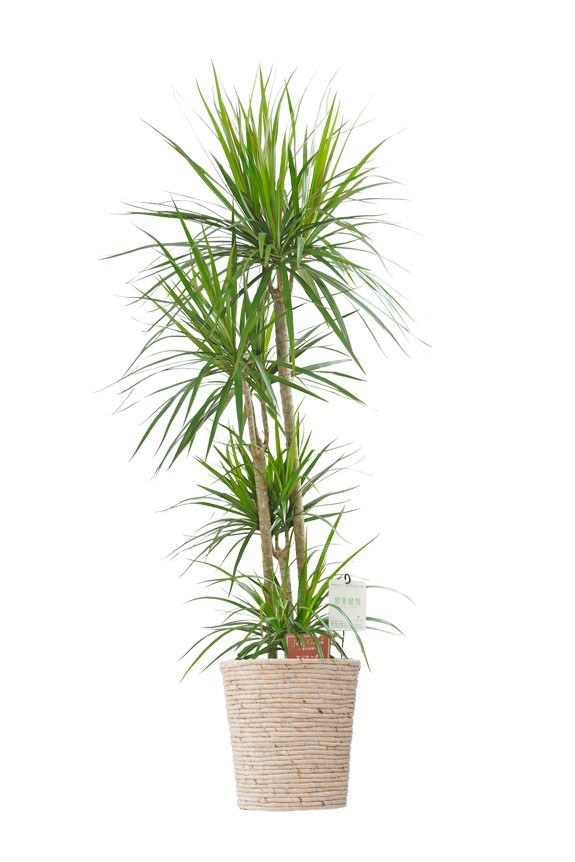 白バスケット鉢カバー付の観葉植物「ドラセナ・コンシンネ　8号」商品です。