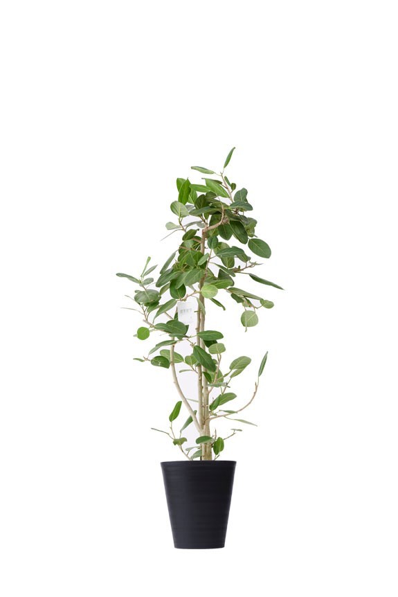 黒丸鉢皿付の観葉植物「ゴムの木（ベンガレンシス）　10号」商品です。