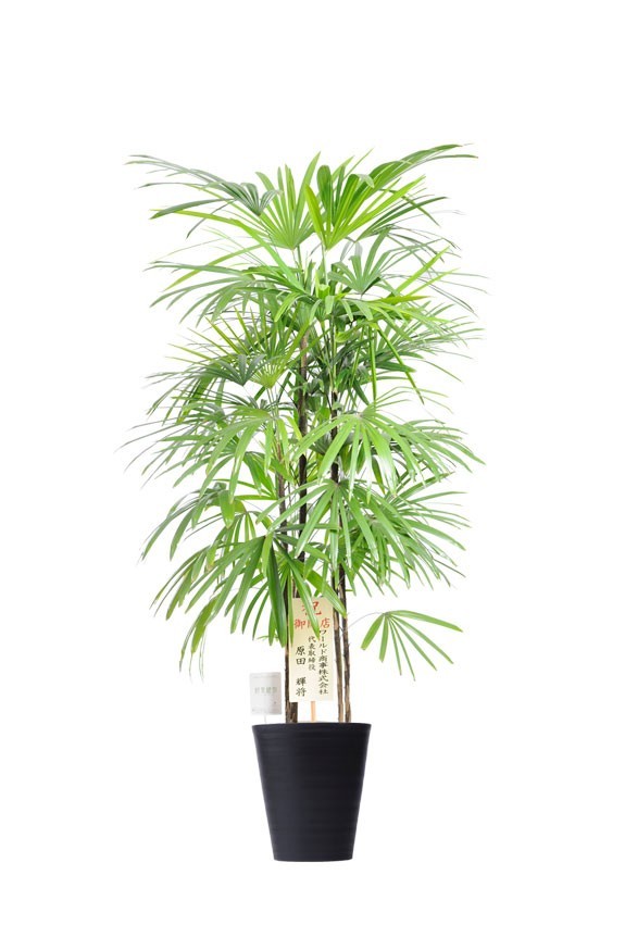 黒丸鉢皿付の観葉植物「シュロチク　10号」商品です。