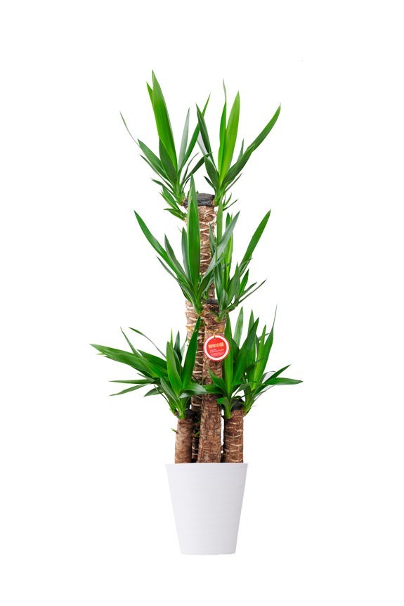 白丸鉢皿付の観葉植物「ユッカ・エレファンティペス　8号」商品です。