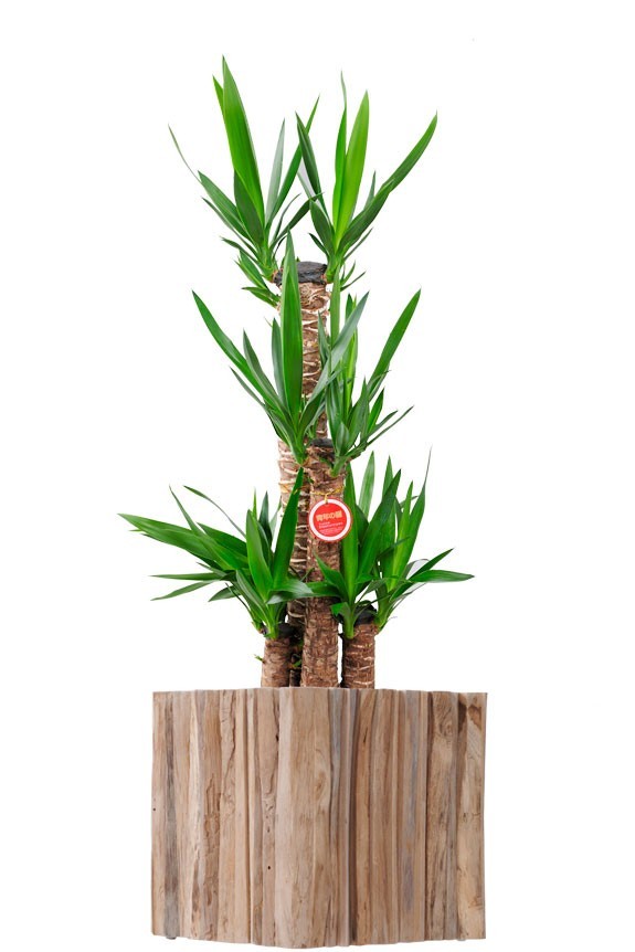 天然チーク材を使用したどんなシーンにもマッチするデザインのユッカ・エレファンティペス商品です。