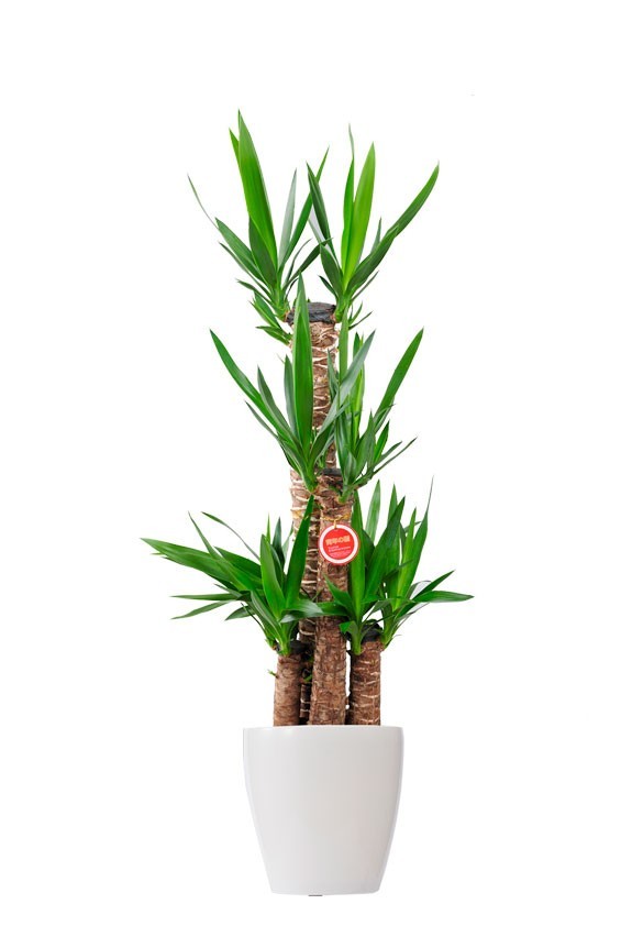 白丸鉢カバー付の観葉植物「ユッカ・エレファンティペス　8号」商品です。