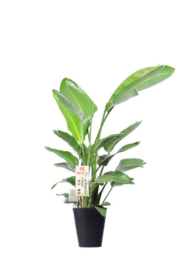 黒丸鉢皿付の観葉植物「ストレリチア・オーガスタ　10号」商品です。