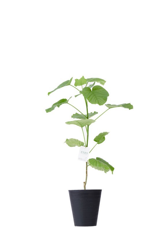 黒丸鉢皿付の観葉植物「ウンベラータ　8号」商品です。