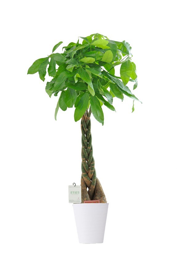 白丸鉢皿付の観葉植物「パキラ　8号」商品です。