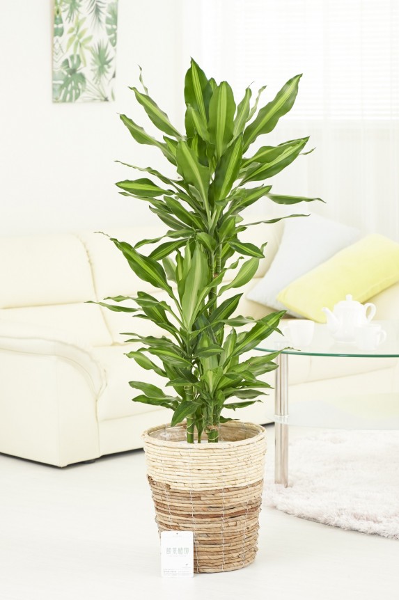 2色仕様のバスケット鉢カバー付の観葉植物「ドラセナ・ジェレ　8号」商品です。