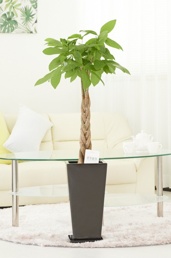 黒角陶器鉢（角皿付）に入った観葉植物「パキラ　7号」商品です。