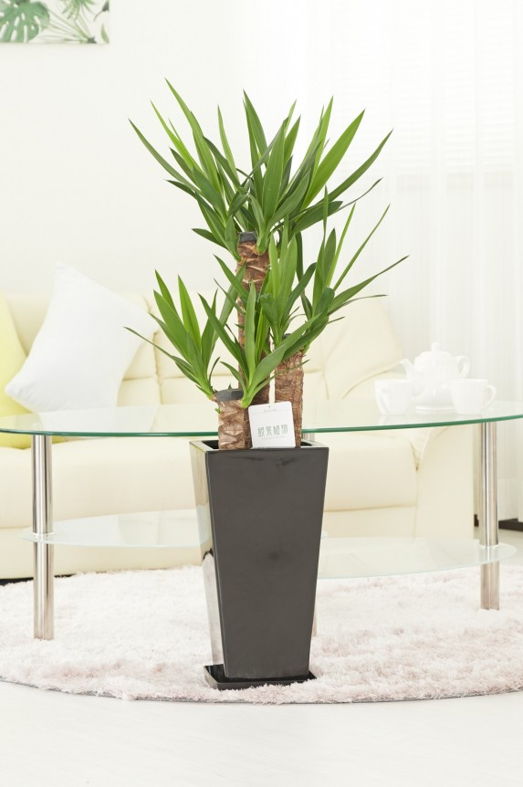 黒角陶器鉢（角皿付）に入った観葉植物「ユッカ・エレファンティペス　7号」商品です。