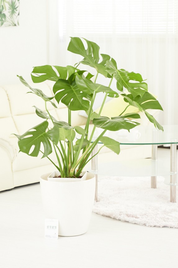 白丸鉢カバー付の観葉植物「モンステラ　8号」商品です。