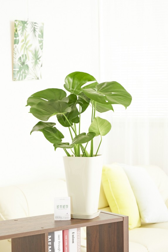 白角プラ鉢（角皿付）に入った観葉植物「モンステラ　6号」商品です。