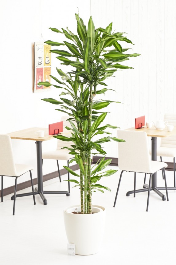 白丸鉢カバー付の観葉植物「ドラセナ・ジェレ　10号」商品です。