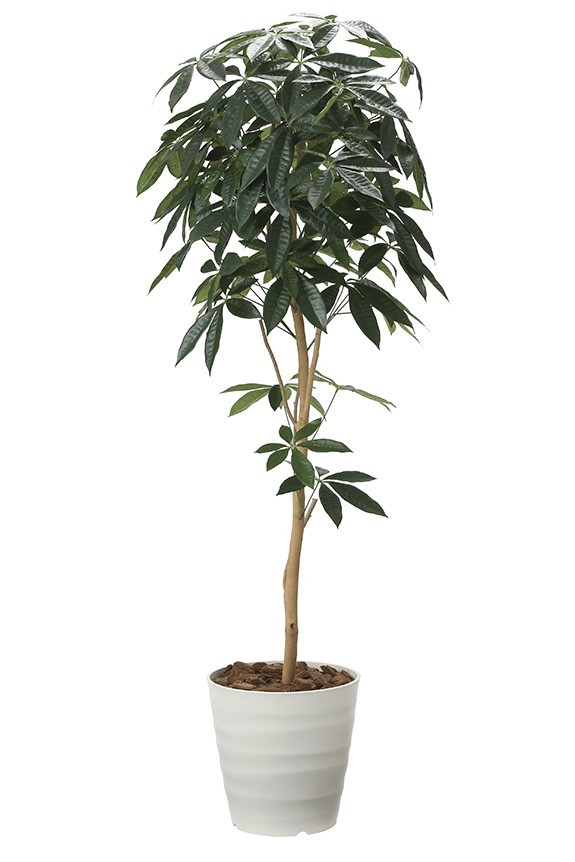 まるで本物の様な造花植物（アーティフィシャルフラワー）は、お店やオフィスの飾り、開店祝い、開業祝いの贈り物、プレゼントしてお薦めです。