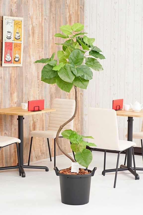 まるで本物の様な造花植物（アーティフィシャルフラワー）は、お店やオフィスの飾り、開店祝い、開業祝いの贈り物、プレゼントしてお薦めです。