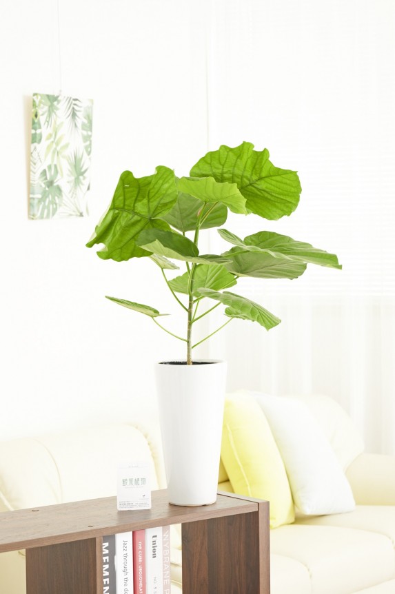 白丸陶器鉢に入った観葉植物「ウンベラータ　6号」商品です。