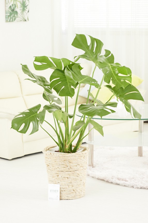 白バスケット鉢カバー付の観葉植物「モンステラ　8号」商品です。