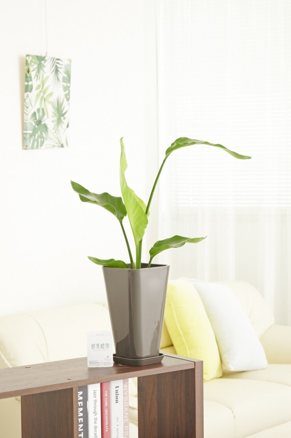 黒角プラ鉢（角皿付）に入った観葉植物「オーガスタ　6号」商品です。