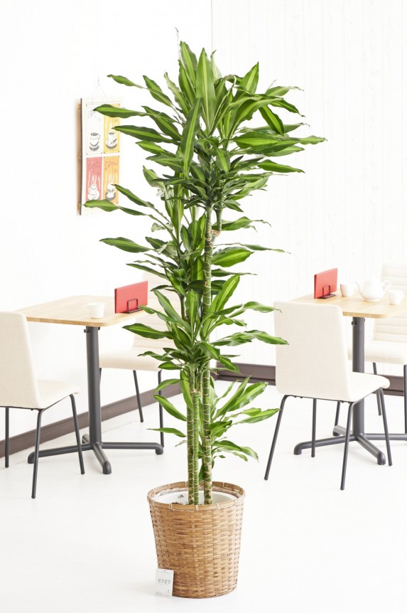 バスケット鉢カバー付の観葉植物「ドラセナ・ジェレ　10号」商品です。