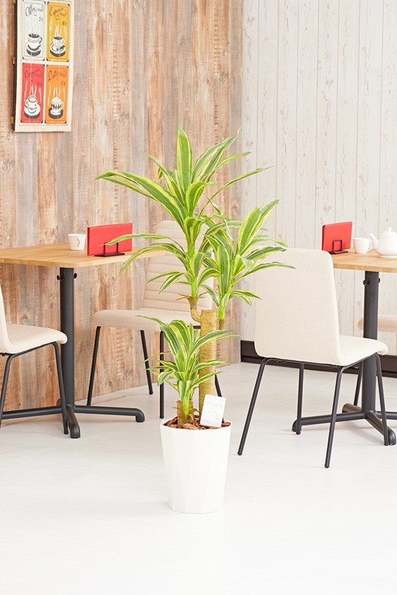 まるで本物の様な造花植物（アーティフィシャルフラワー）は、お店やオフィスの飾り、開店祝い、開業祝いの贈り物、プレゼントしてお薦めです。