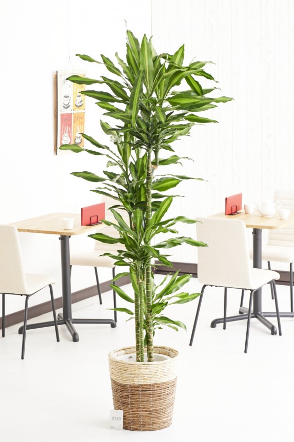 2色仕様のバスケット鉢カバー付の観葉植物「ドラセナ・ジェレ　10号」商品です。