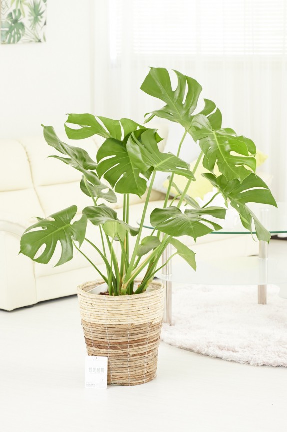 2色仕様のバスケット鉢カバー付の観葉植物「モンステラ　8号」商品です。