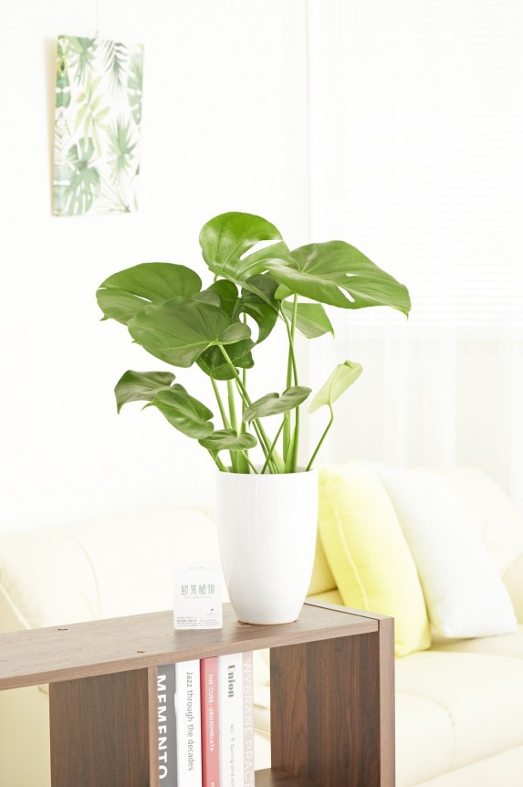 白丸陶器鉢に入った観葉植物「モンステラ　6号」商品です。