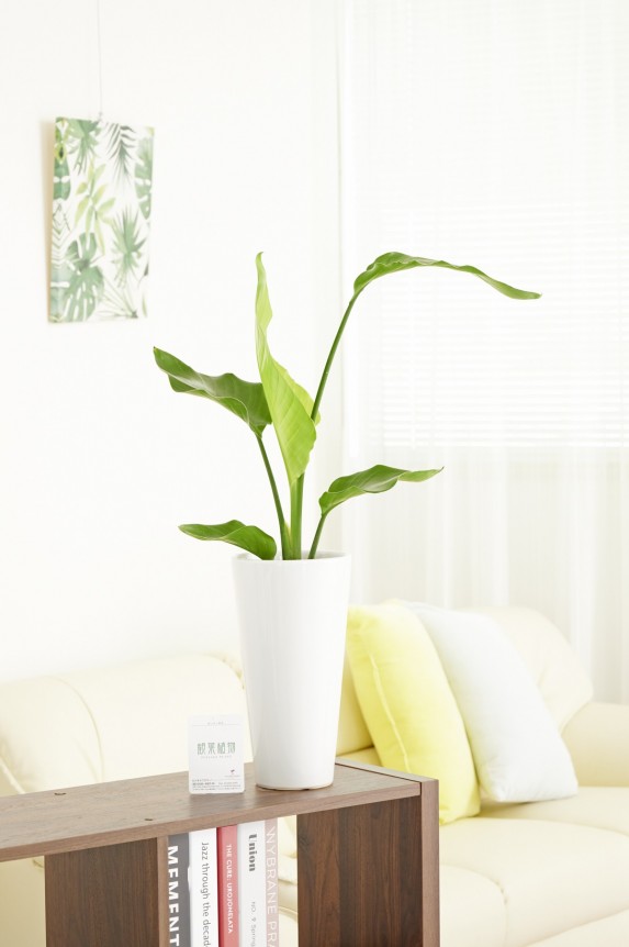 白丸陶器鉢に入った観葉植物「オーガスタ　6号」商品です。