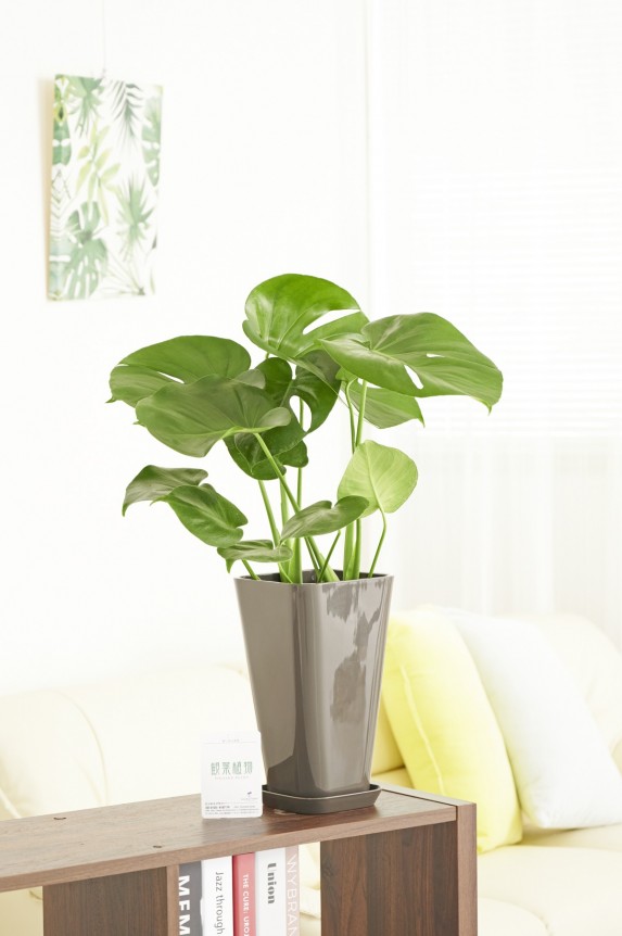 黒角プラ鉢（角皿付）に入った観葉植物「モンステラ　6号」商品です。