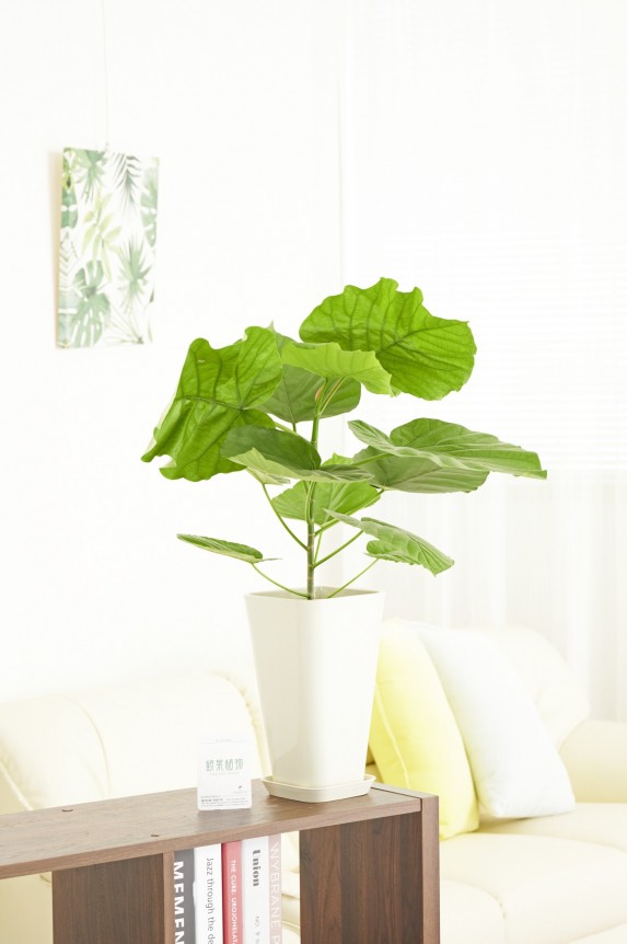 白角プラ鉢（角皿付）に入った観葉植物「ウンベラータ　6号」商品です。