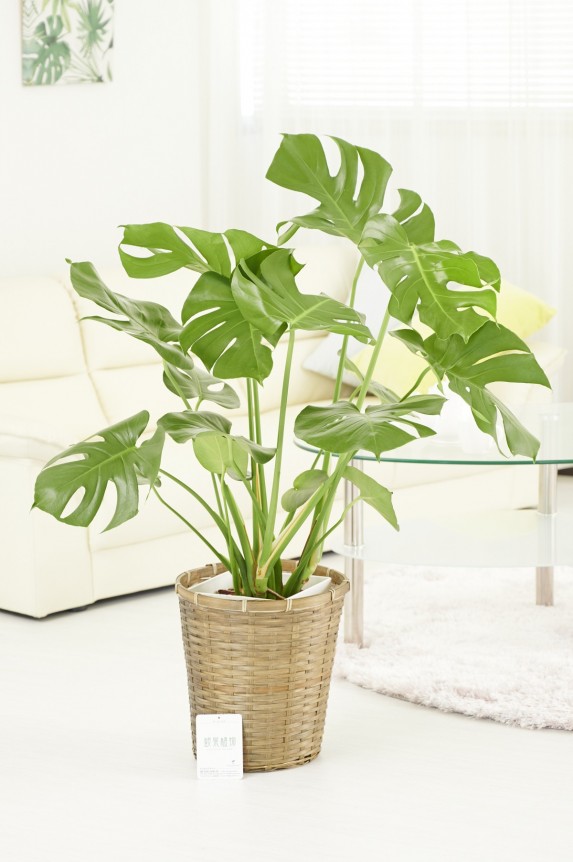 バスケット鉢カバー付の観葉植物「モンステラ　8号」商品です。