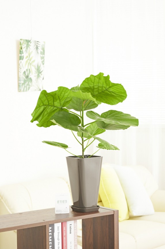 黒角プラ鉢（角皿付）に入った観葉植物「ウンベラータ　6号」商品です。