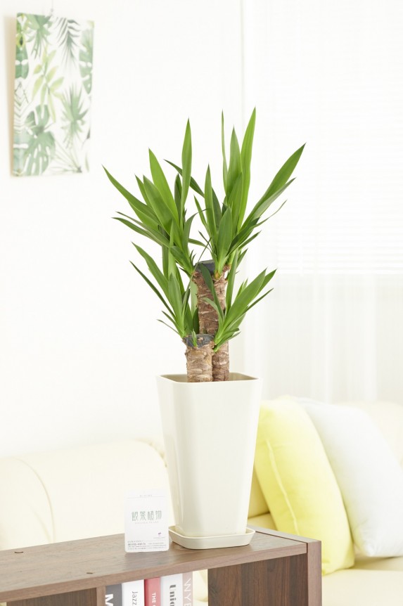 白角プラ鉢（角皿付）に入った観葉植物「ユッカ・エレファンティペス　6号」商品です。
