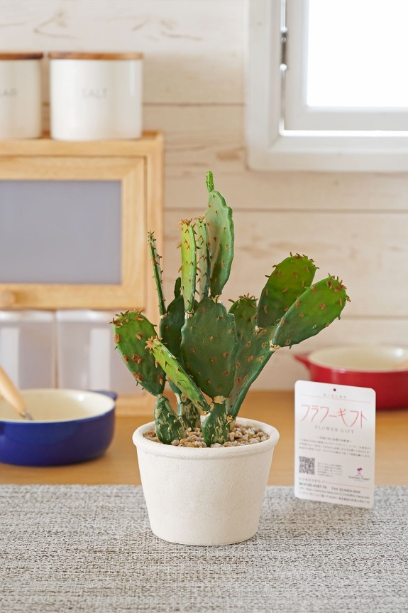 オプンティア属のサボテンをイメージした造花のサボテン商品です。