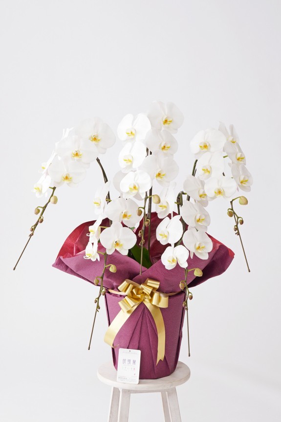 出荷時は6分咲きと若干少ない花付きですが、その分長くお花を楽しめる特性のある胡蝶蘭商品です。