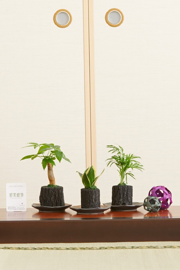 木炭の最高傑作品「くぬぎ炭」に特殊な加工を施し、観葉植物を植え込んだ炭鉢商品です。