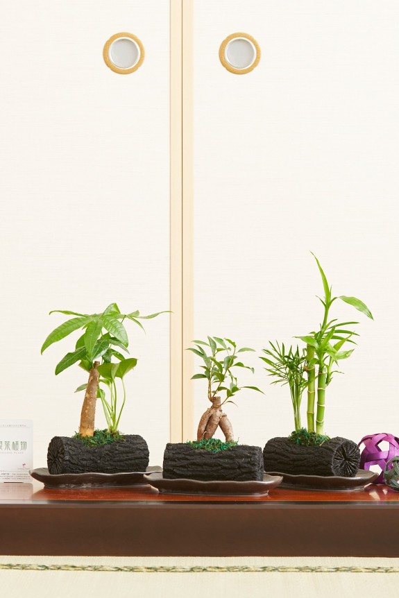 木炭の最高傑作品「くぬぎ炭」に特殊な加工を施し、観葉植物を植え込んだ炭鉢商品です。