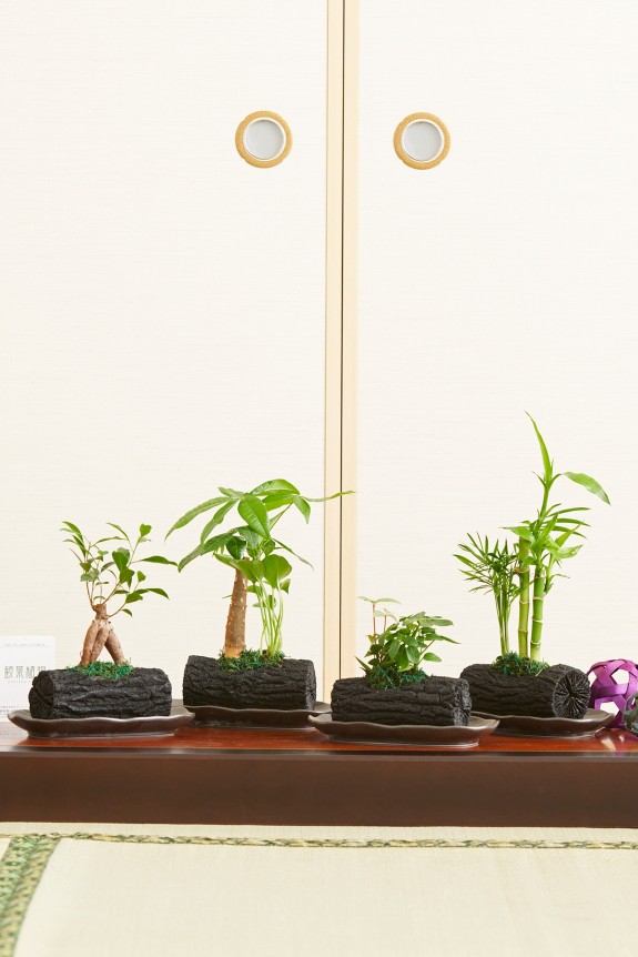 木炭の最高傑作品「くぬぎ炭」に特殊な加工を施し、観葉植物を植え込んだ炭鉢商品です。