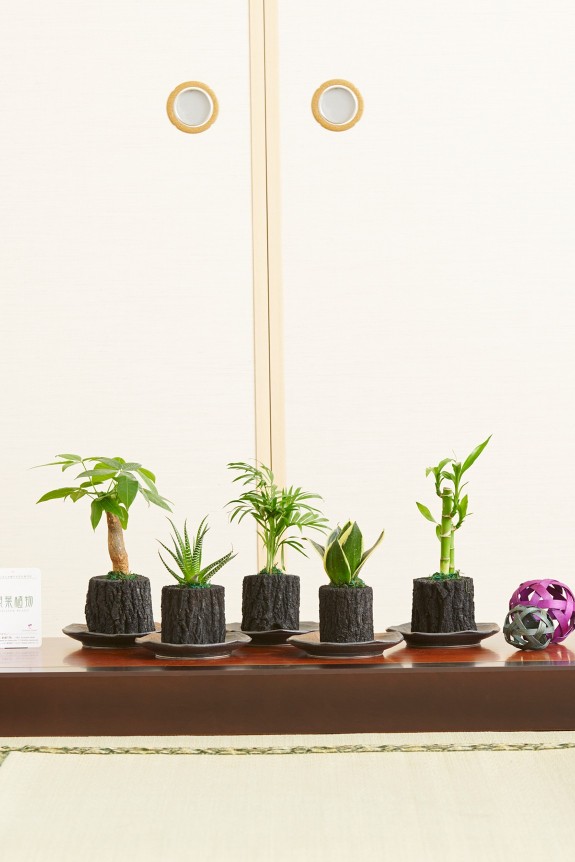 木炭の最高傑作品「くぬぎ炭」に特殊な加工を施し、観葉植物を植え込んだ炭鉢商品です。