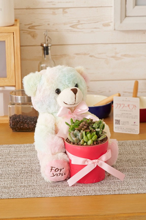 クマのぬいぐるみが鉢を抱えているかわいらしいい多肉植物商品です。