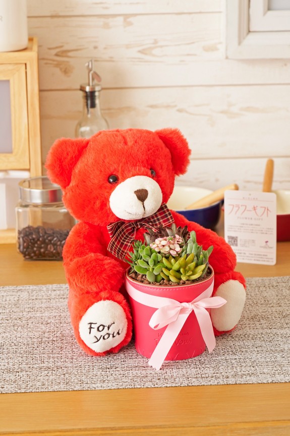 クマのぬいぐるみが鉢を抱えているかわいらしいい多肉植物商品です。