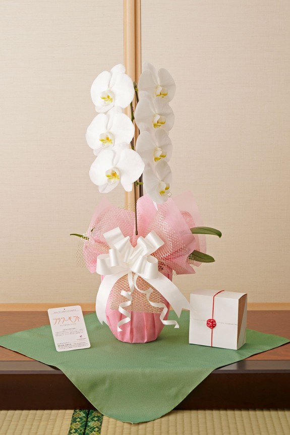 胡蝶蘭とカタログ（風呂敷包み）をセットでお届けいたします。