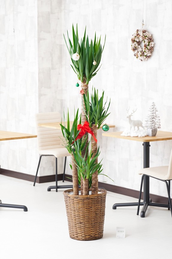 法人間での贈り物として定番の「ユッカ・エレファンティペス」とクリスマスオーナメントを一緒にお届けする、期間限定のフラワーギフトです。