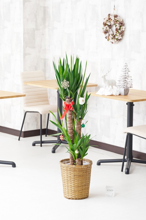 法人間での贈り物として定番の「ユッカ・エレファンティペス」とクリスマスオーナメントを一緒にお届けする、期間限定のフラワーギフトです。