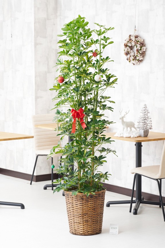 法人間での贈り物として定番の「シェフレラ（斑入りホンコン）」とクリスマスオーナメントを一緒にお届けする、期間限定のフラワーギフトです。