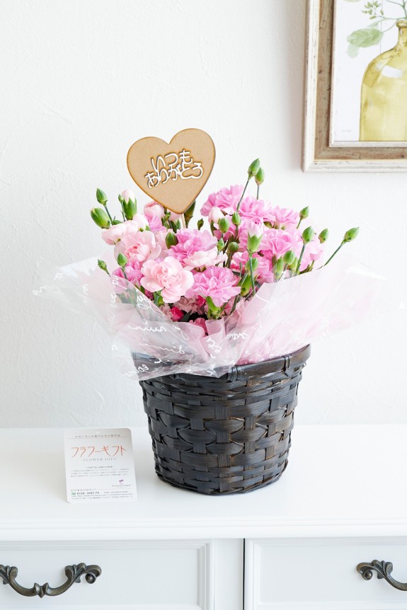 母の日の贈り物の定番でもあるカーネーションに、「いつもありがとう」の3D立体ピックを挿した鉢植えのフラワーギフト用の商品です。