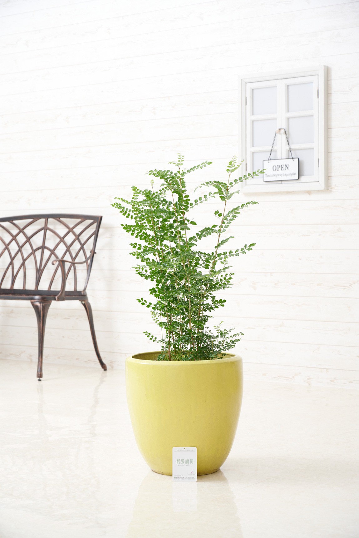 シンプルな陶器鉢カバー付き、人気の観葉植物トネリコです。
