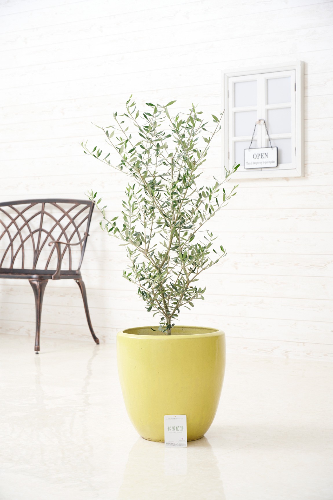 シンプルな陶器鉢カバー付き、人気の観葉植物オリーブです。