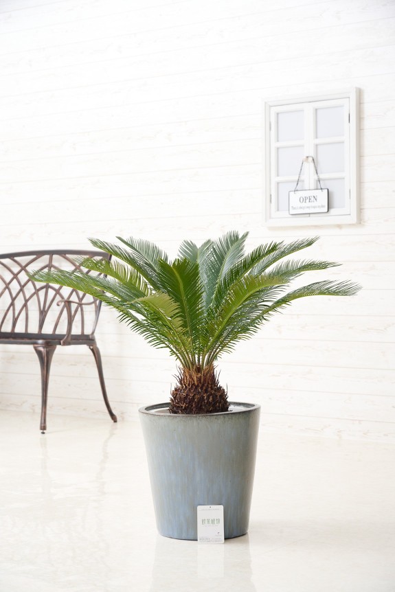 シンプルな陶器鉢カバー付き、人気の観葉植物ソテツです。