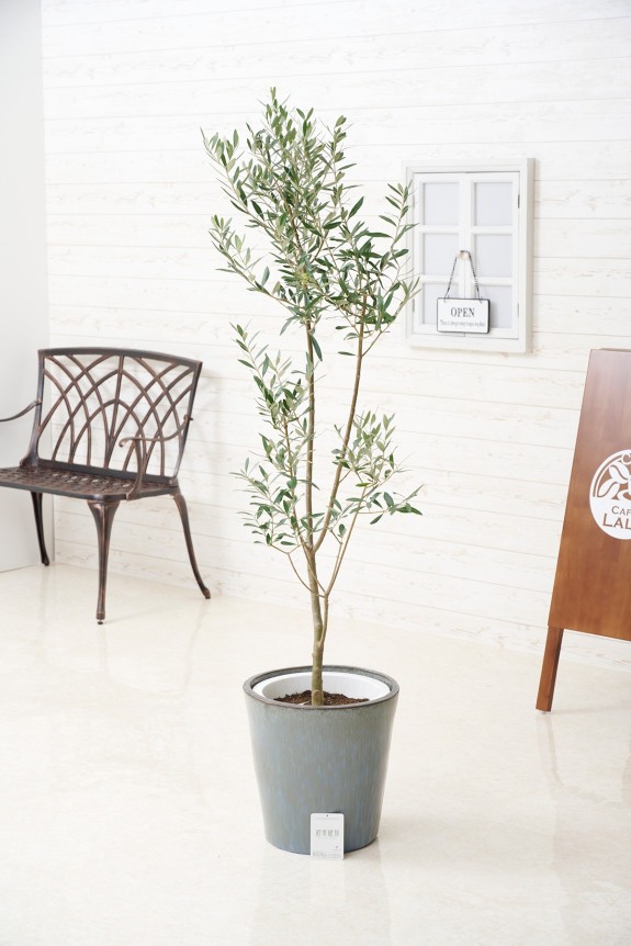 シンプルな陶器鉢カバー付き、人気の観葉植物オリーブです。