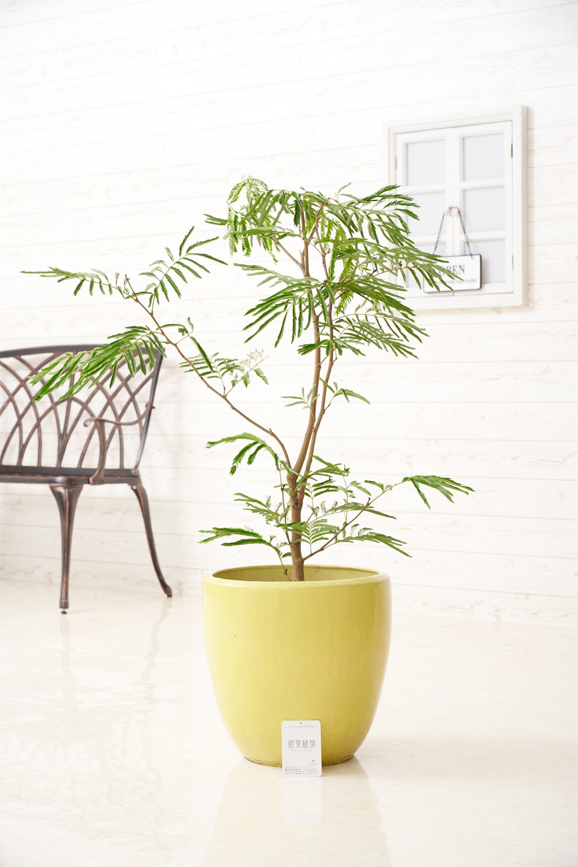 シンプルな陶器鉢カバー付き、人気の観葉植物エバーフレッシュです。