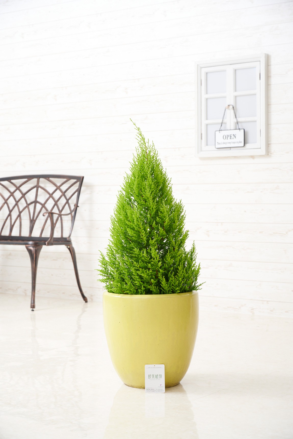 シンプルな陶器鉢カバー付き、人気の観葉植物ゴールドクレストです。